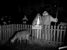 Rozsvícení vánočního stromečku